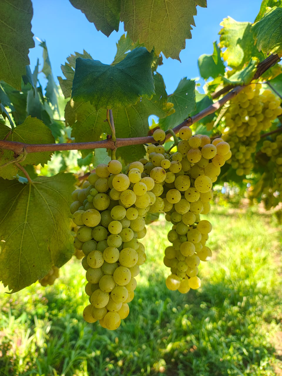 Foto da Vinícola Don Miguel