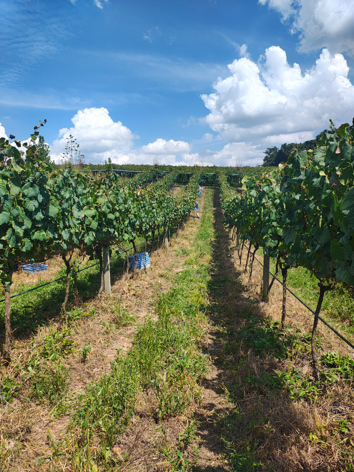 Foto dos vinhedos da Vinícola Don Miguel