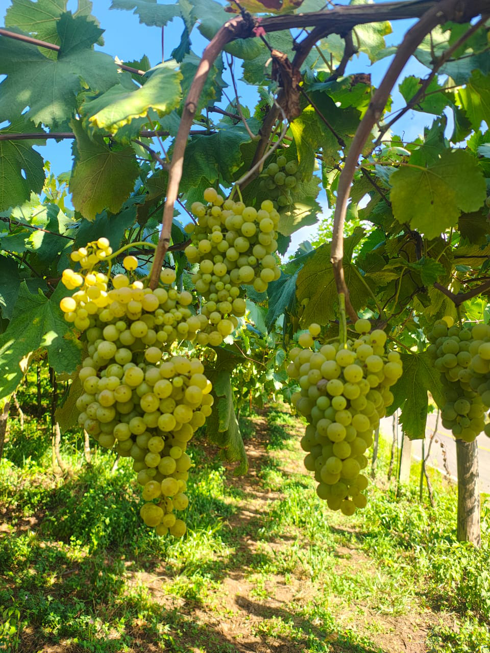 Foto dos vinhedos da Vinícola Don Miguel