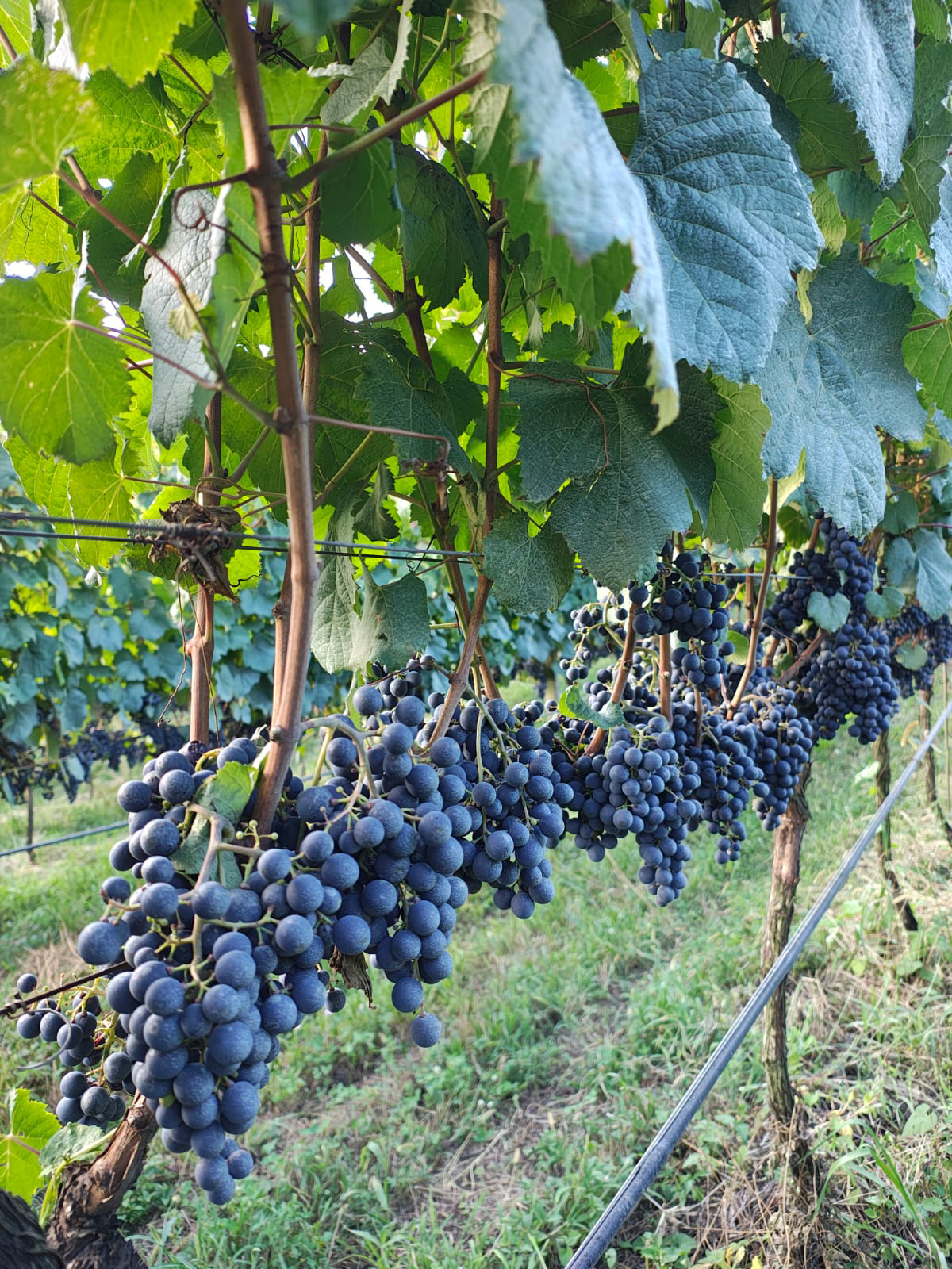 Foto dos vinhedos da Vinícola Don Miguel